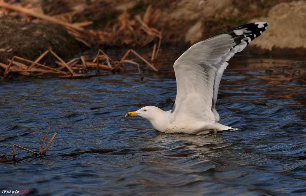 Caspian Gull